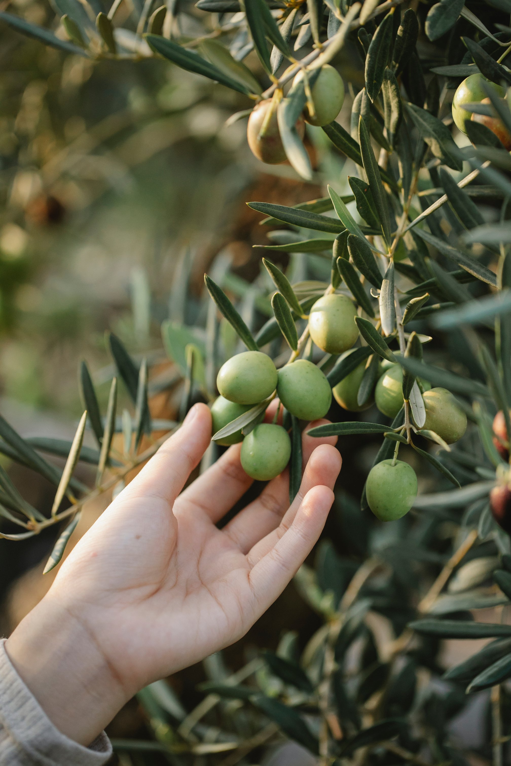 Crop faceless gardener touching olives on tree in garden